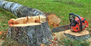 How Our Tree Care Process Works  in  Bonifay, FL