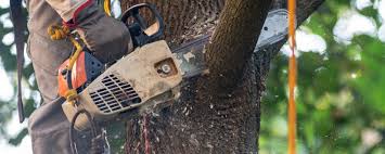 Best Weed Control  in Bonifay, FL