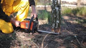 Best Tree Cabling and Bracing  in Bonifay, FL