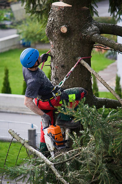 Best Tree Maintenance Programs  in Bonifay, FL